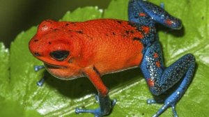 10 самых опасных лягушек