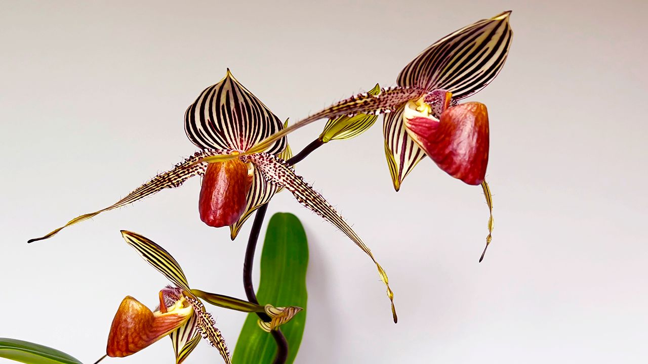 Орхидея Пафиопедилум Венерин башмачок.