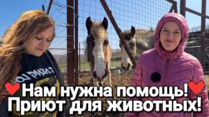 Они спасут этот мир! Приют для животных #Гостагаевская Нужна любая помощь!