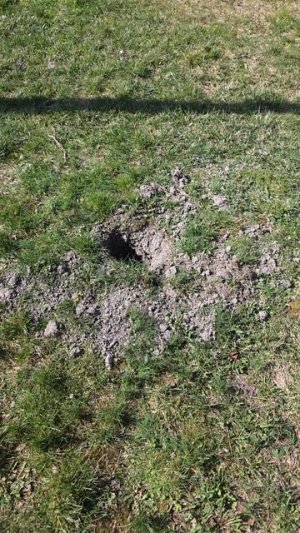 Ворье в Новороссийске украло посаженный мною зимостойкий олеандр 🤦