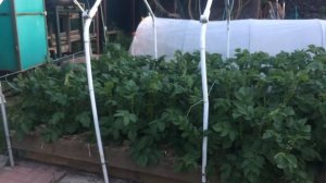 ВЫРАЩИВАНИЕ КАРТОФЕЛЯ от А  до Я Урожай картошки из 1 кг  получаем 60 кг  Часть 4