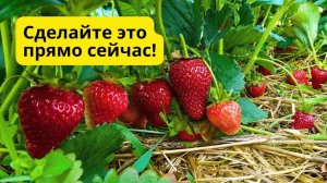Первая ранневесенняя обработка клубники после зимы