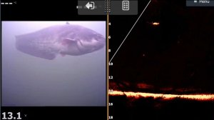 Владимир Фирсов, такого сома не покажет)