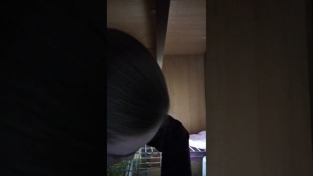 влог с хомячками смотреть онлайн