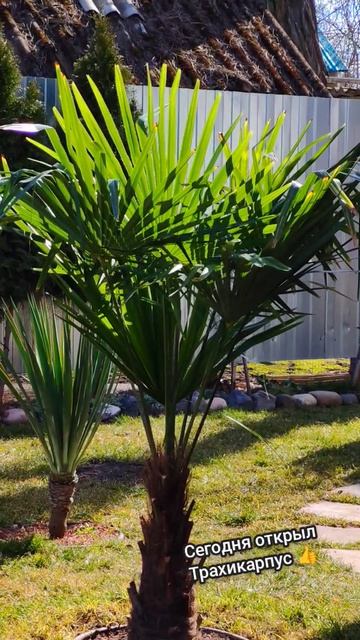 Трахикарпус после зимы