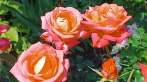 Роза с яркими цветами и сильным ароматом.