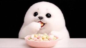 Малыш тюлень Арале ест рисовые крекеры! ASMR мукбанг