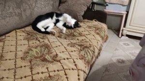 Мухаморина