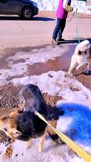 "Принцесса-лисичка, Пчёлка"🐝 ❥ Приют в Малинках #приютдляживотных