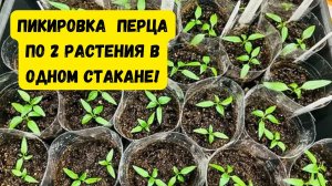 ПИКИРОВКА СЛАДКОГО ПЕРЦА ПО ДВА В СТАКАН. В ЧЁМ ПРЕИМУЩЕСТВО?