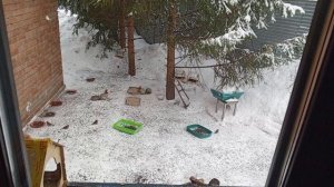 девчули белочки