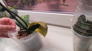 Мне не верят❗Без корней и тургора за месяц корни,тургор и новые листья 🌿.Чëрный кот- Отделяем детку