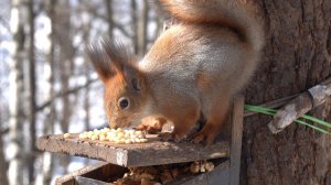 Белки. Зарисовка