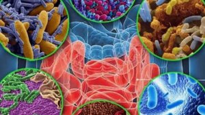 О  МИКРОБИОТЕ КИШЕЧНИКА