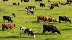 В России готовят голод?!