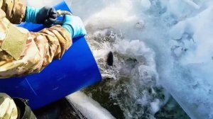 Запуск от 15.03.2026