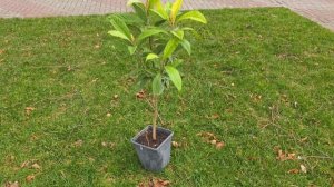 ГЕЛЕНДЖИК! МЕТЕОРИТ УПАЛ в МОРЕ! САЖАЕМ ПАЛЬМЫ-ДУБЫ-МУШМУЛУ! ВЕСНА ПРИШЛА - ОБСТАНОВКА на КУРОРТЕ