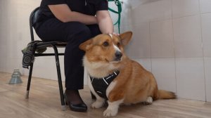 Корги по кличке Рыжий поступил на службу в полицию Барнаула