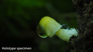 Как растут грибы. Bolbitius corrugatus