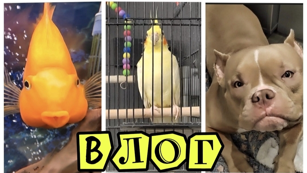 ВЛОГВ гостях у Тани!