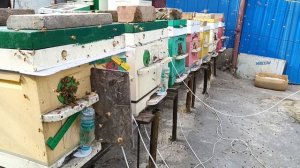 облёт пчёл 1е поколение 15 марта 26 год