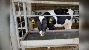 "-ТОГДА И НАС СЖИГАЙТЕ!" Как сибирские фермеры объявили войну чиновникам и что из этого вышло?