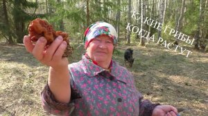 ГРИБЫ И ЛЕС! КАКИЕ ГРИБЫ КОГДА РАСТУТ? MUSHROOMS AND FOREST