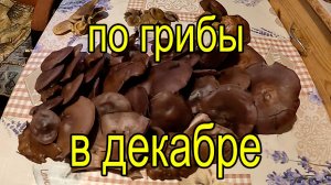В декабре по грибы