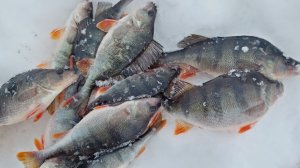 Злой ОКУНЬ СЪЕЛ 3 БАЛАНСИРА | ЛОВЛЯ ОКУНЯ НА БАЛАНСИР | Снова 16 кг .