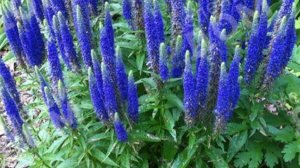 Вероника. Посев, всходы, цветение вероники