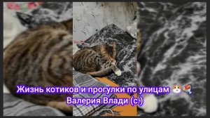 Жизнь Котиков И Прогулки по Улицам 💐😼