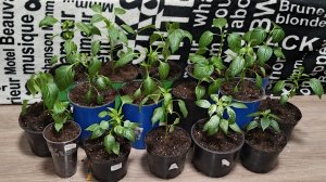 Перевалка рассады перца в большие горшки.