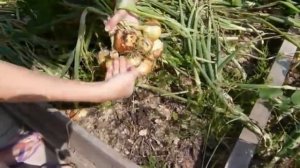 Выращивание лука на репку из севка