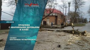 Проблема с аварийными деревьями в Азове