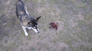 Собачьи игры.