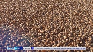 Овёс на экспорт и отставка директора аэропорта: дайджест новостей Кузбасса