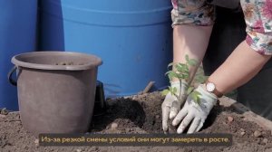 Корней  - стимулятор корнеобразования для рассады, саженцев и черенков