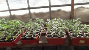 ПОСЕВЫ 2026-82. Начала выносить  рассаду на солнце - поливать придется чаще!