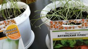 Уход за рассадой лука. Стрижка рассады лука