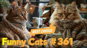 Смешные коты #361