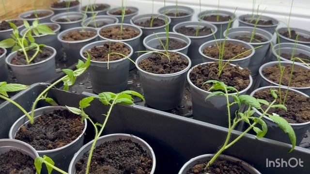 Хорошего дня ☀️Корни щеткой🔥Обрезка томатов 🍅Что с ними стало