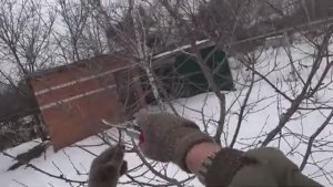 Обрезка вишни весной 2026 🌿 Как правильно проредить крону вишни для большого урожая