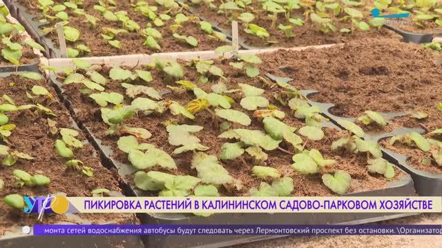 Каждому росточку — по своему квадратику: в садово-парковых хозяйствах началась пикировка растений