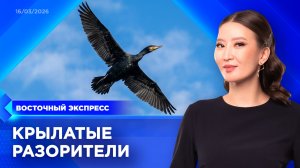 Когда в Бурятии объявят охоту на бакланов? | «Восточный экспресс» | новости Улан-Удэ