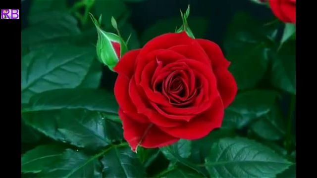 Анри Сальвадор - Малень кий цветок..