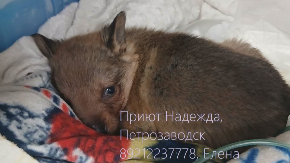 Ежик. Операция на головном мозге