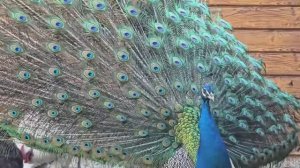 Готовимся к Приезду ЧЕРНИЧНИКОВ , Живу ОДИН НА ХУТОРЕ