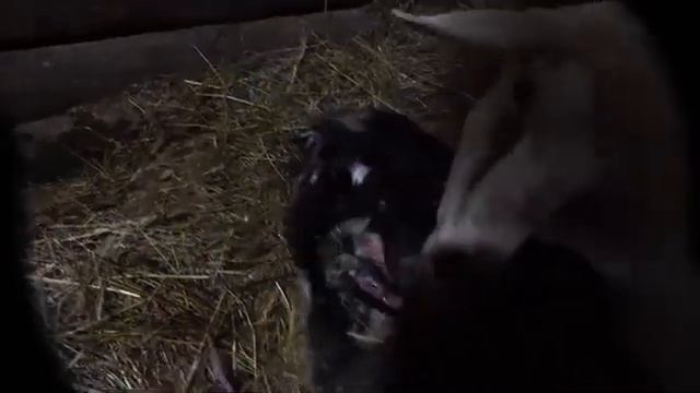 Пополнение в семействе Окот козы.