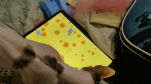 🤣 Кошка Хоша ловит мышей на планшете