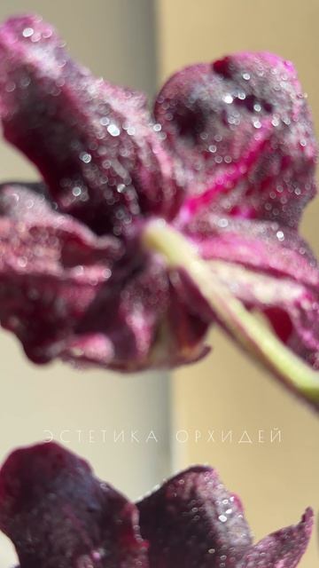 Дикий лебедь